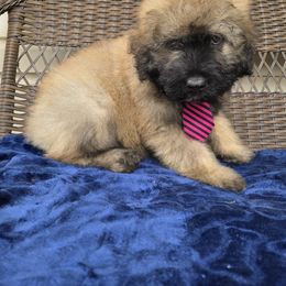 AKC BENTON - Fawn male Bouvier des Flandres puppy in Marionville, Missouri from Sandbox Puppies