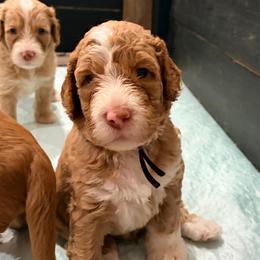 Skipper - Caramel red male Australian Labradoodle puppy in Alamo, Texas from QuiSal Labradoodles