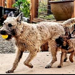 Belgian Laekenois Puppies from Cal Curly Coats Belgian Laekenois