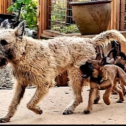 Belgian Laekenois Puppies from Cal Curly Coats Belgian Laekenois