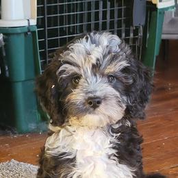 Blue Merle Boy - Blue merle male Bernedoodle puppy in Poplar Grove, Illinois from Awesome Paws