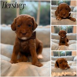 Hershey - Red male Australian Labradoodle puppy in Summerfield, North Carolina from Four Oaks Labradoodles