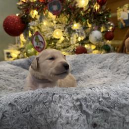 Christina Whoterberry: lavender collar - Golden female Golden Retriever puppy in Monterey, Tennessee from Lawson’s Green Acres Goldens and Mini Dachshunds