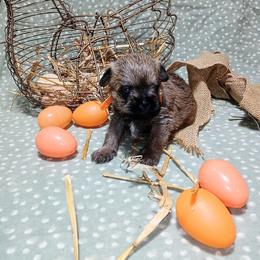 Rory - Belge male Brussels Griffon puppy in Berkeley Springs, West Virginia from Turkey Ridge Brussels Griffons