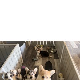 Golden Retriever and Pembroke Welsh Corgi Puppies from Silver Myst Acres