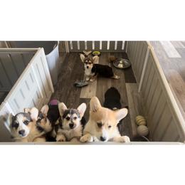 Golden Retriever and Pembroke Welsh Corgi Puppies from Silver Myst Acres