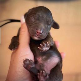 Boy 3 - Chocolate male Labradoodle puppy in Danville, Indiana from Marley’s Doodle Ranch