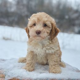 Susie - Apricot female Goldendoodle puppy in Montrose, Michigan from Livy’s Doodles