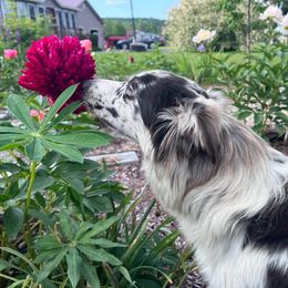 Luna - Australian Shepherd