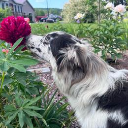 Luna - Australian Shepherd