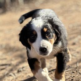Miniature Australian Shepherds and Toy Australian Shepherds from StoneHaus Hollow