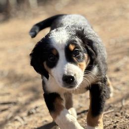 Miniature Australian Shepherds and Toy Australian Shepherds from StoneHaus Hollow