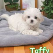 Taffy - White female Mal-Shi puppy in Belleville, Michigan from Michigan Maltese Puppies