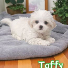 Taffy - White female Mal-Shi puppy in Belleville, Michigan from Michigan Maltese Puppies