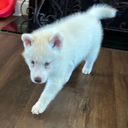 Takani - White female Siberian Husky puppy in Summerville, South Carolina from Carolina Husky Lodge
