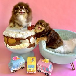 Pomeranian puppies from Ray of Poms