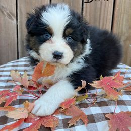 Bowie - Black tri-color male Australian Shepherd puppy in Kearney, Nebraska from Helix Aussies