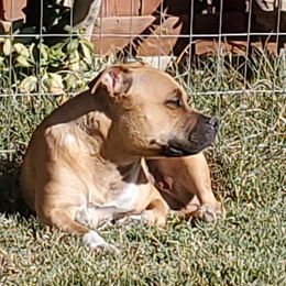 Lyra - Staffordshire Bull Terrier
