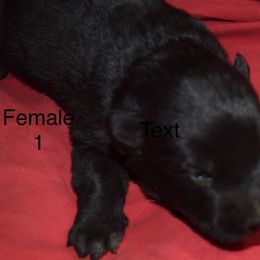 German Shepherd Puppies from Kraften K9