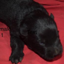 German Shepherd Puppies from Kraften K9