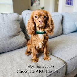 Ginger - Cavalier King Charles Spaniel