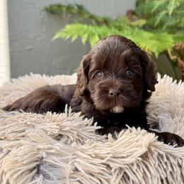 Bonnie - Chocolate female Australian Labradoodle puppy in Morgan Hill, California from Loving Labradoodles