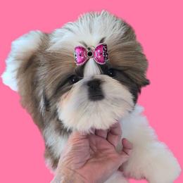 Cotton candy - Red and white female Shih Tzu puppy in Pleasant Hill, Missouri from Misty Dajavue Shih-Tzu