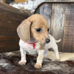 Jack - Piebald male Dachshund puppy in Marvell, Arkansas from Hat Creek Kennel