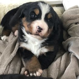 "Fall 2020" Bernese Mountain Dog Puppies from Encore Bernese Mountain Dogs