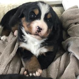 "Fall 2020" Bernese Mountain Dog Puppies from Encore Bernese Mountain Dogs