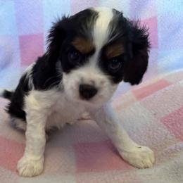 Cavalier King Charles Spaniel Puppies from Dawson’s Creek Breeding