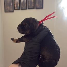 Elvis - Sable male German Shepherd puppy in Knowlton Township, New Jersey from Augenblick Kennels