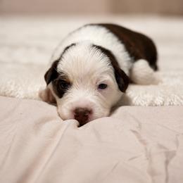 Apollo AKC - Red tri-color male Australian Shepherd puppy in Polk City, Florida from Skaky Shepherds
