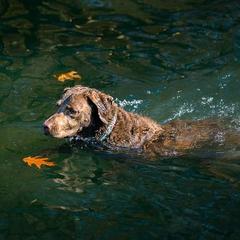 Chesapeake Bay Retriever All Grown Up from Elizabeth Robinson's Chesapeake Bay Retrievers