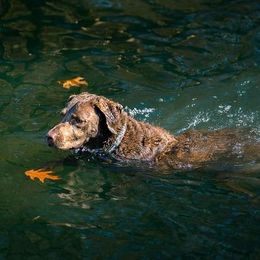 Chesapeake Bay Retriever All Grown Up from Elizabeth Robinson's Chesapeake Bay Retrievers