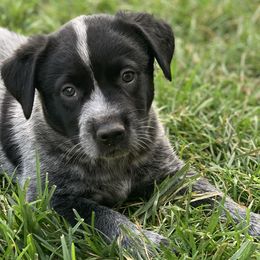 Boy 2 - Thyme - Australian Cattle Dog puppy in Indiana from Quarter Acre Farms