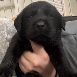 Orange black male 1 - Black male Labrador Retriever puppy in Menifee, California from The Golden Leash Kennels