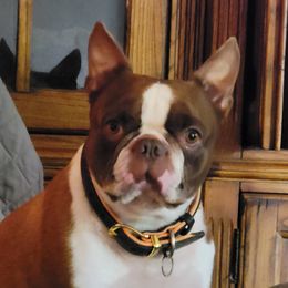 Beau - Boston Terrier