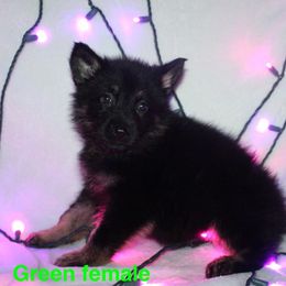 German Shepherd Puppies from Von Der Havier German Shepherds