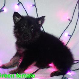 German Shepherd Puppies from Von Der Havier German Shepherds