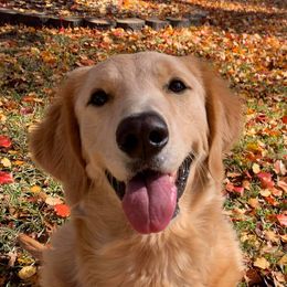 Sunny - Goldendoodle