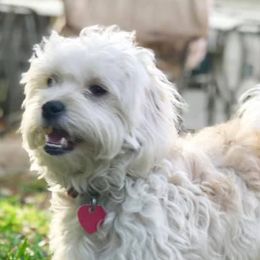 Shihpoos from ShihPoos de Lux