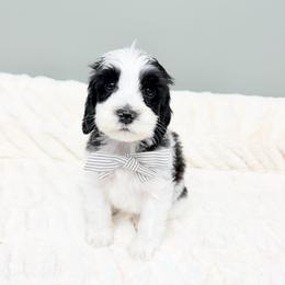 Porter - Black male Australian Labradoodle puppy in Springfield, Ohio from Dawson & Daryn's Royal Companions