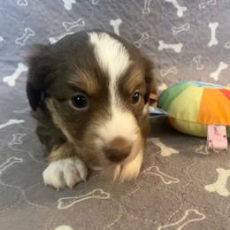 Dolly - Red tri-color female Miniature American Shepherd puppy in Colorado Springs, Colorado from Valkyrie Adventures