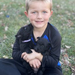 Scottish Terrier Puppies from Heart of America Scotties