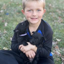 Scottish Terrier Puppies from Heart of America Scotties