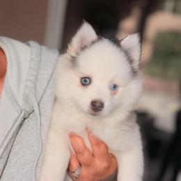 Smores - Black and white female Pomsky puppy in Spring Hill, Florida from Besties Paw Life