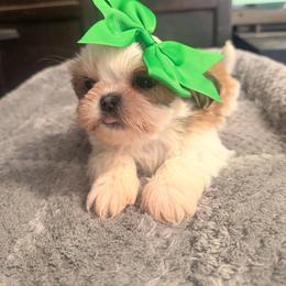 Brenda G - Liver and white female Shih Tzu puppy in Apple Valley, California from Garcia_shihtzu