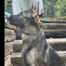 Baela  - German Shepherd