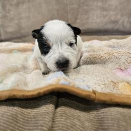 AKC CHAMPION BLOODLINE AUSTRALIAN CATTLE DOG PUPPY - GIRL 3 - Blue female Australian Cattle Dog puppy in Cassatt, South Carolina from B & E Farms